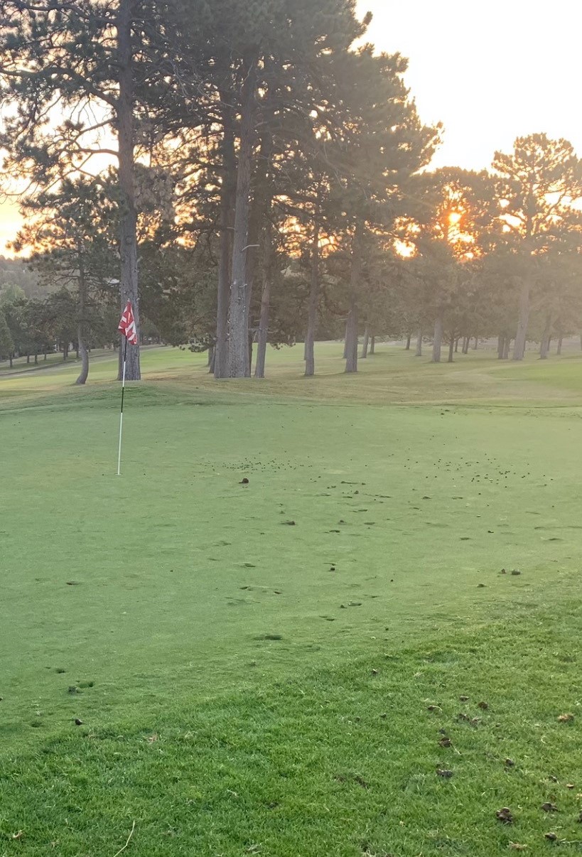 damage on greens caused by elk